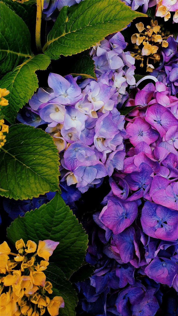 hydrangea