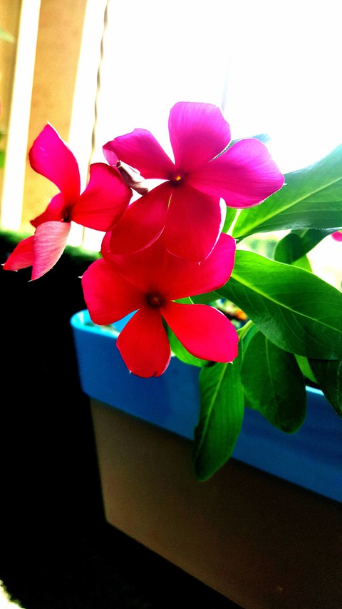 Pinky Flower