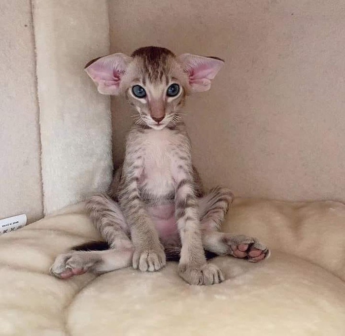 кошки