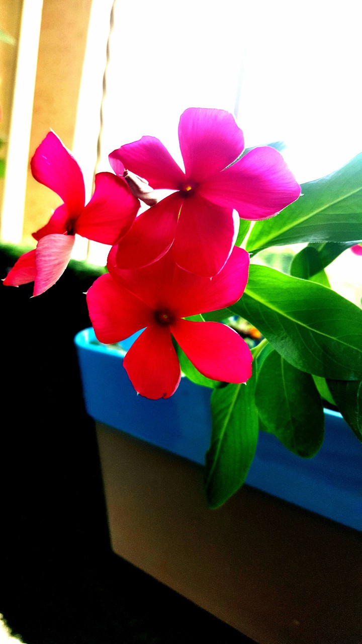 Pinky Flower