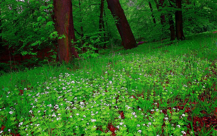 Bosque