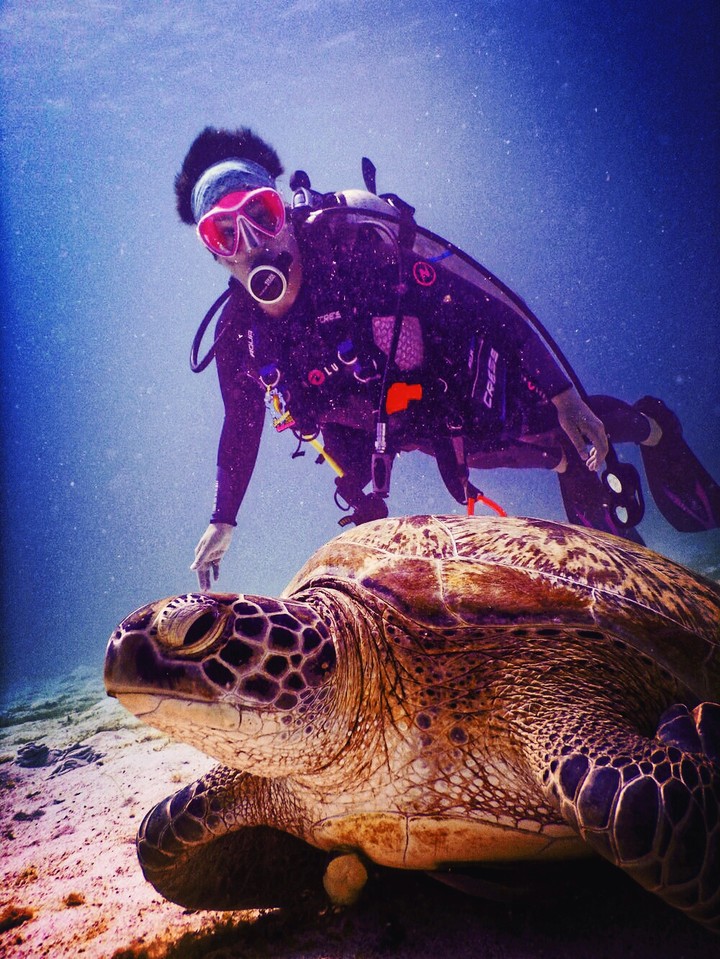 tortoise
