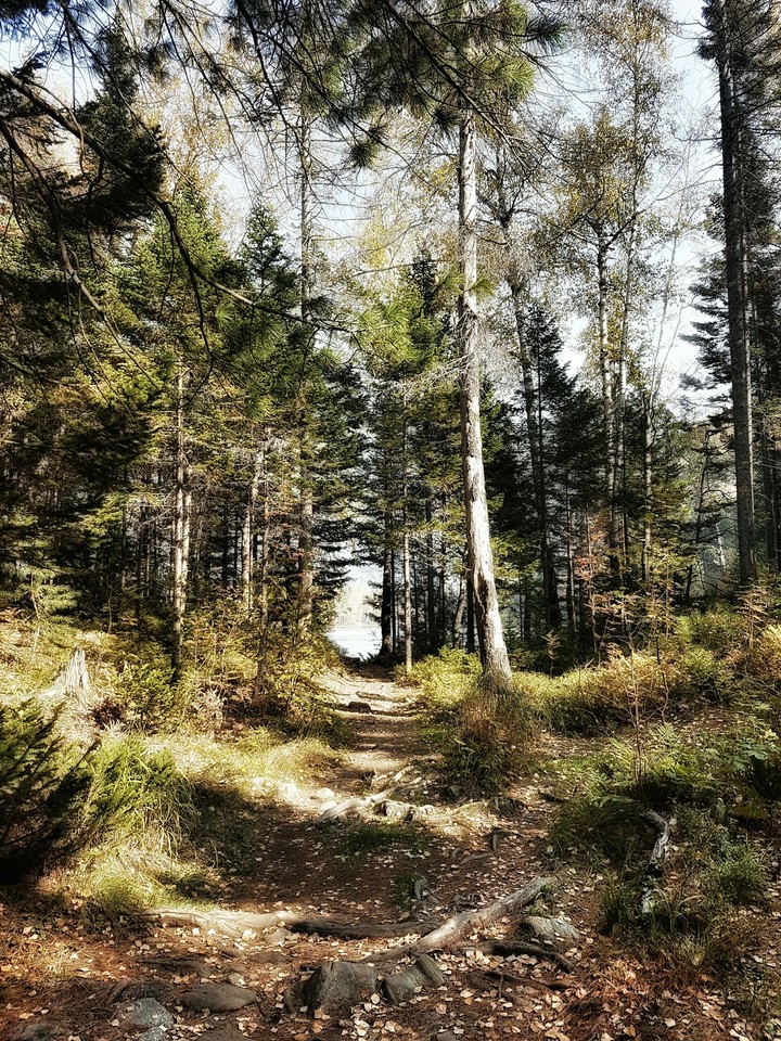 Fairytale Forest