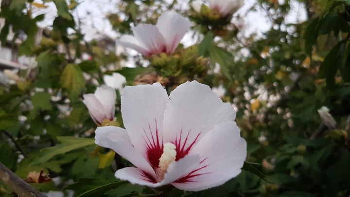 flower