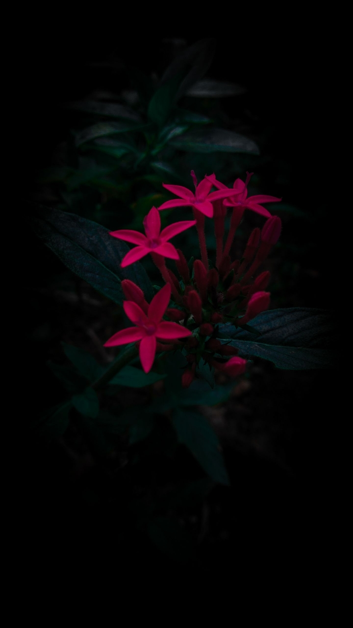 Dim Nature