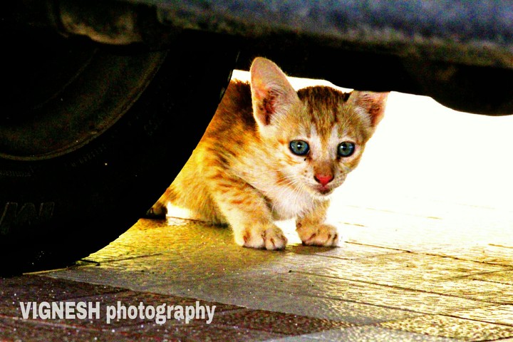 VIGNESH photography
