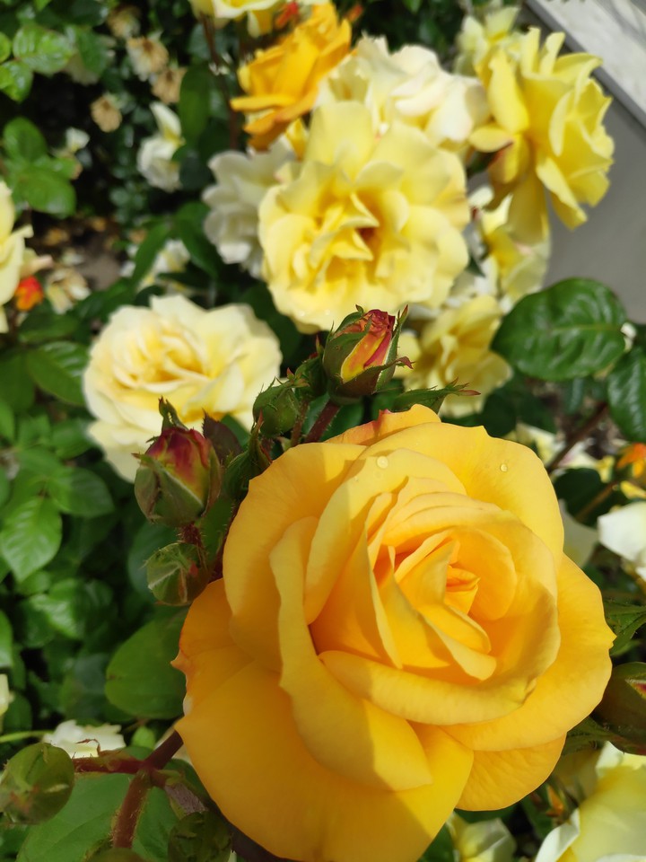 yellow rose