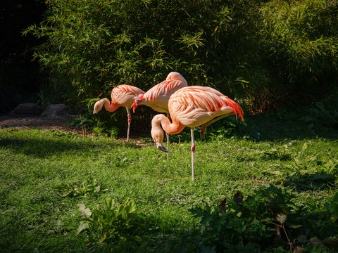 beak, bird wallpapers