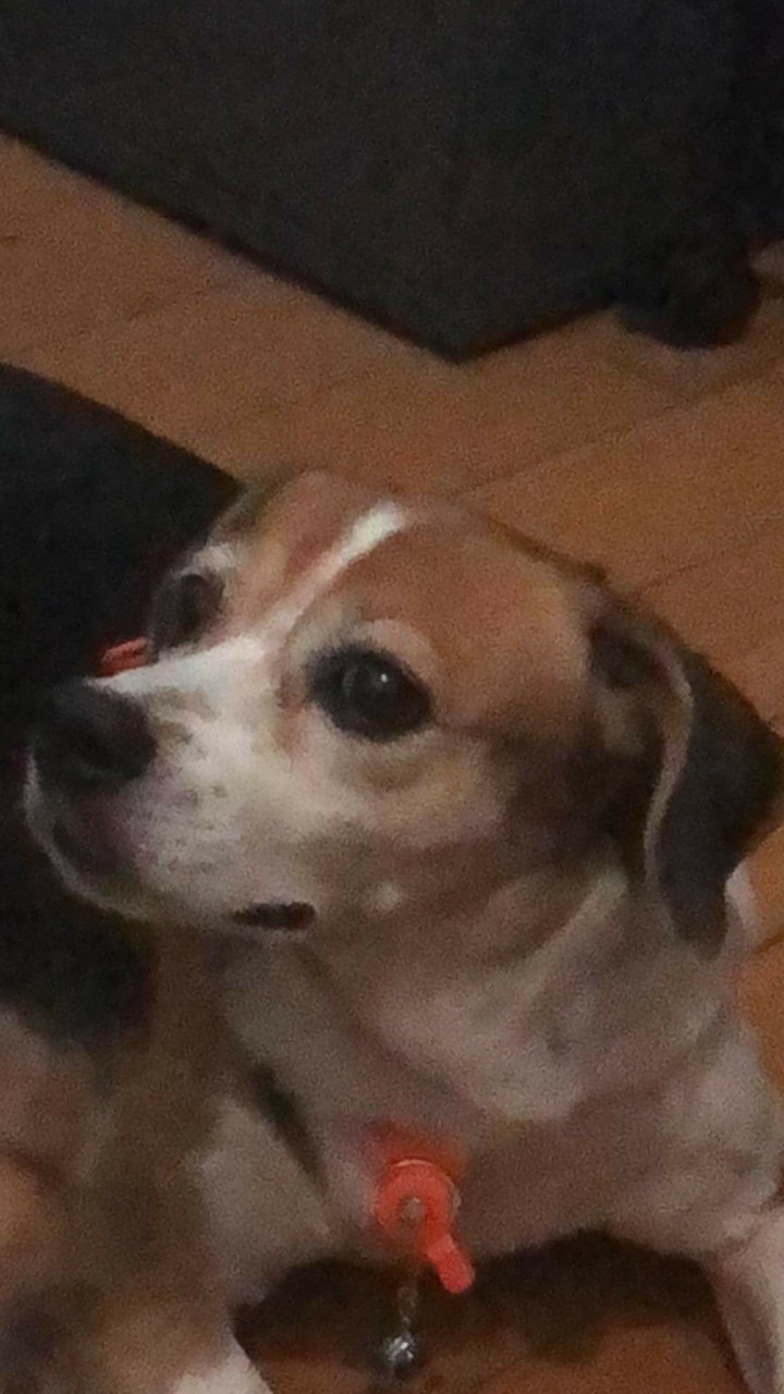 沒熱狗  哭哭