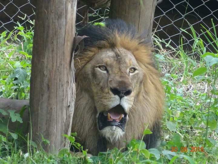 King