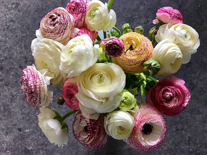 Ranunculus asiaticus