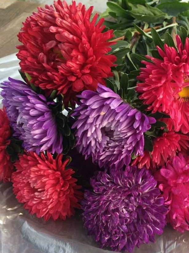 Asters