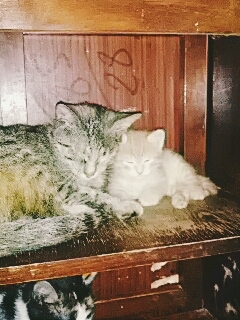 Кошечка Тиссик и котик Пух мирно спят...