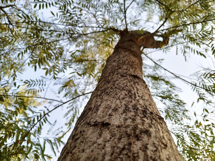 trees