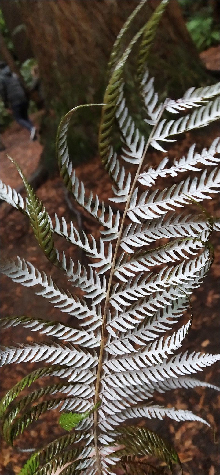 Silver Fern