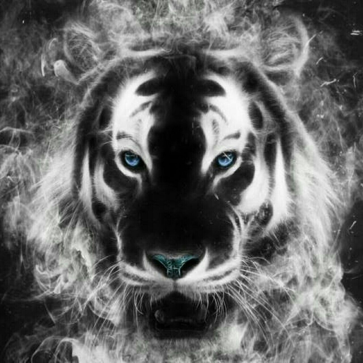 Tiger Face