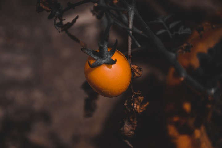 #tomato