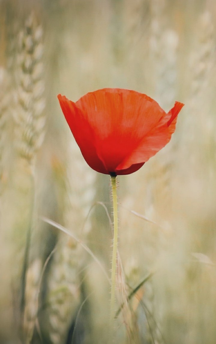 Flor