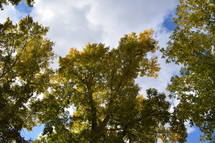autumn trees
