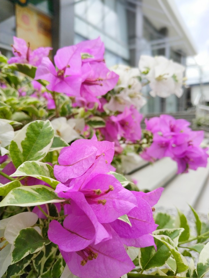 Fucsia