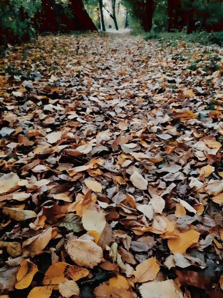 autumn