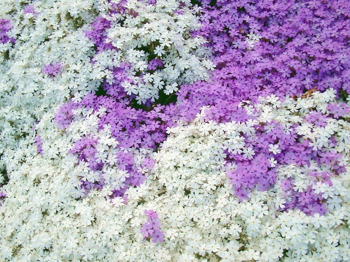 lavender and white moss phlox