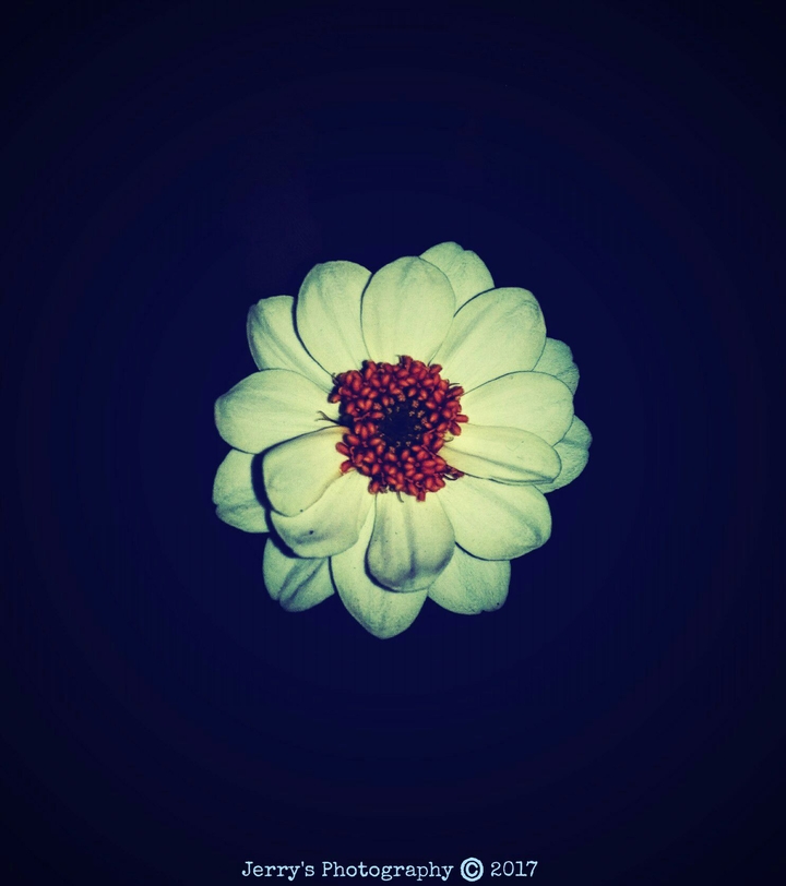 A white flower in the dark