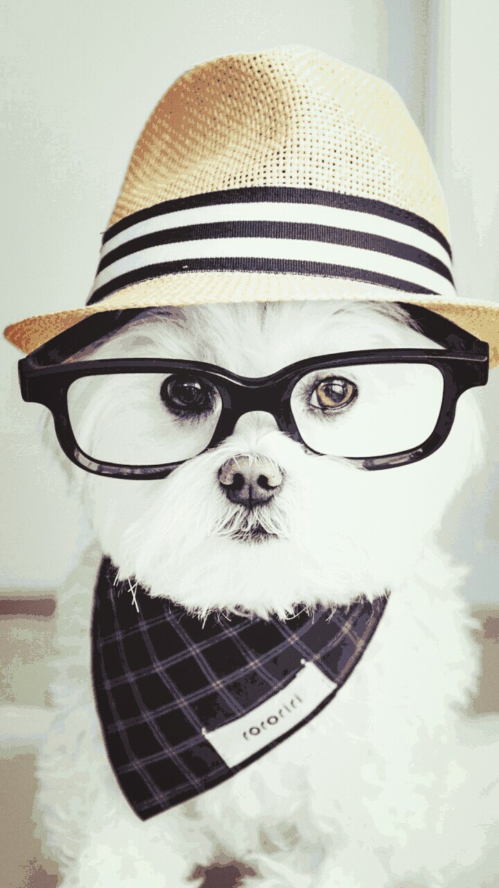 dog