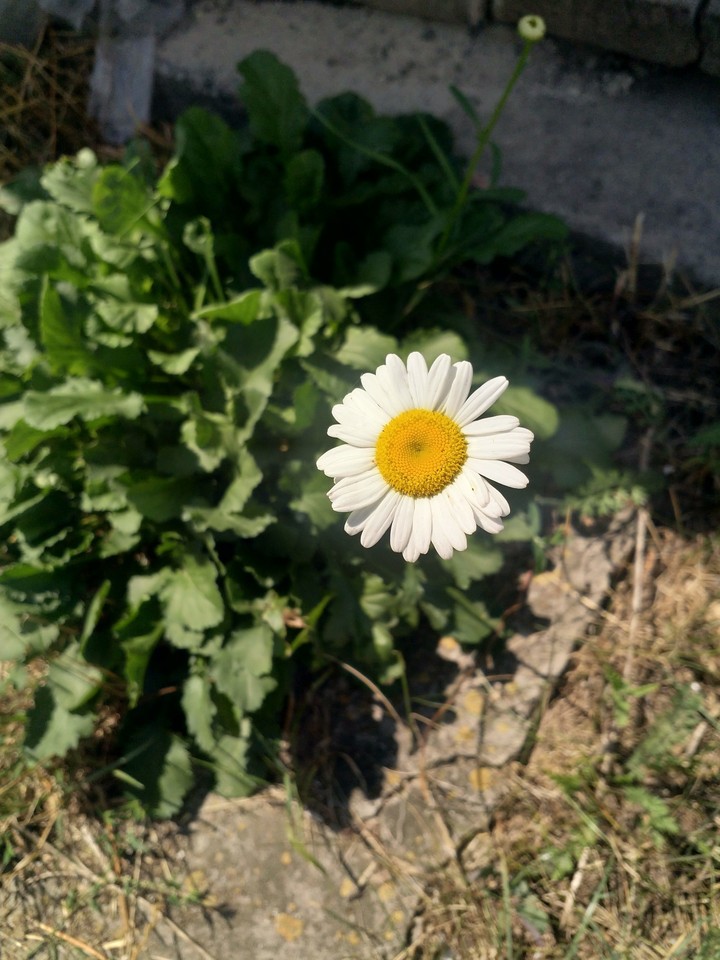 Chamomile