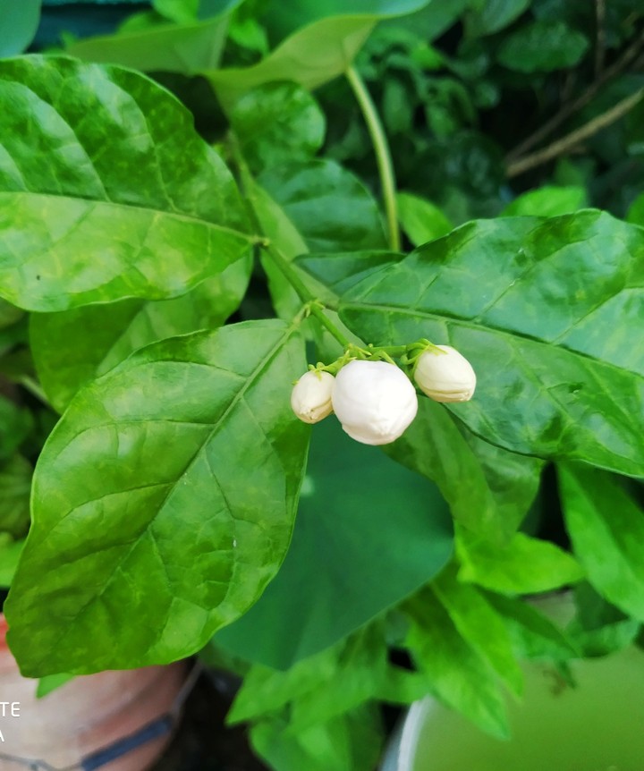 Jasmine