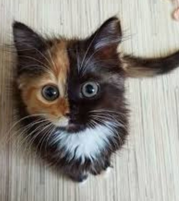 kitty