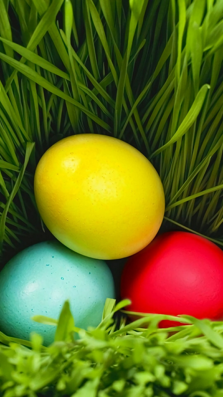 eggs