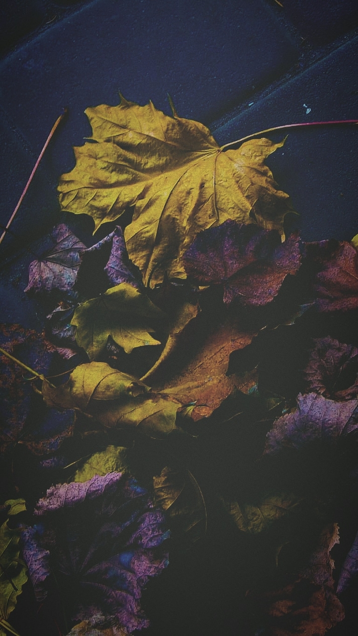 Autumn yellow leaves