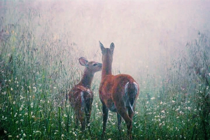 the beauty in nature