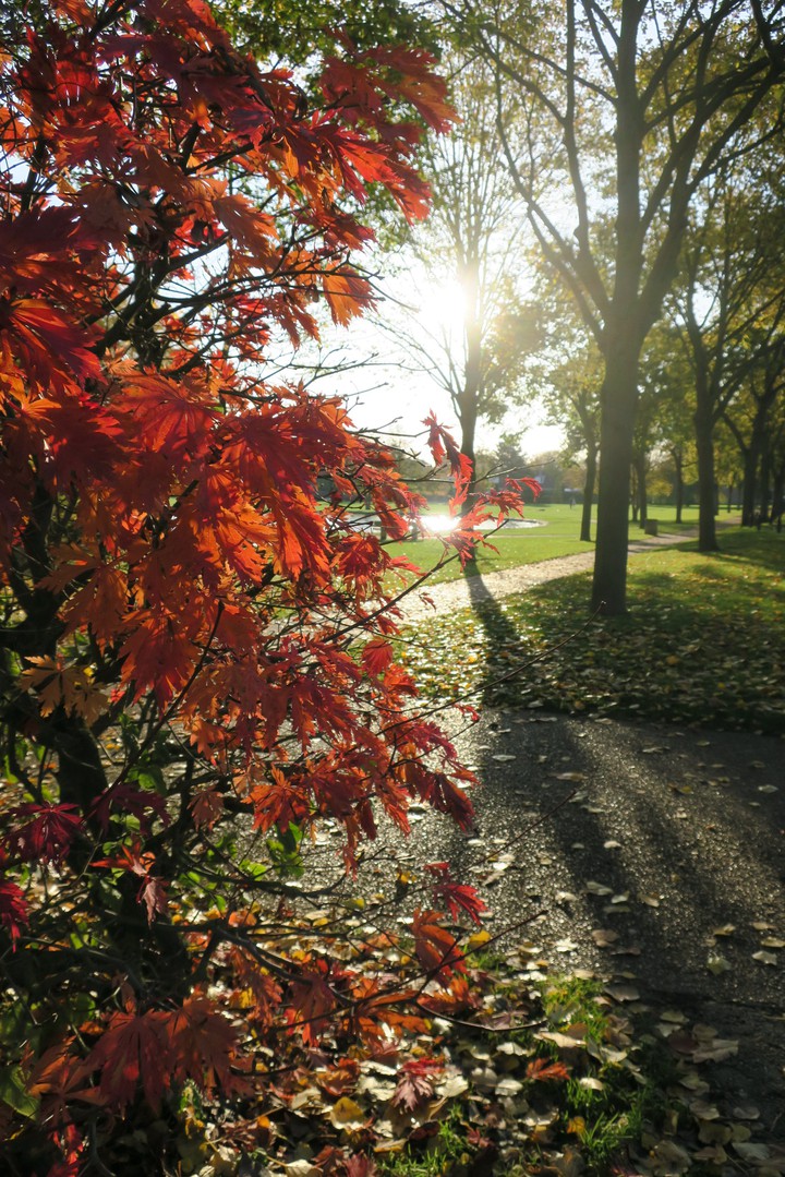l'automne