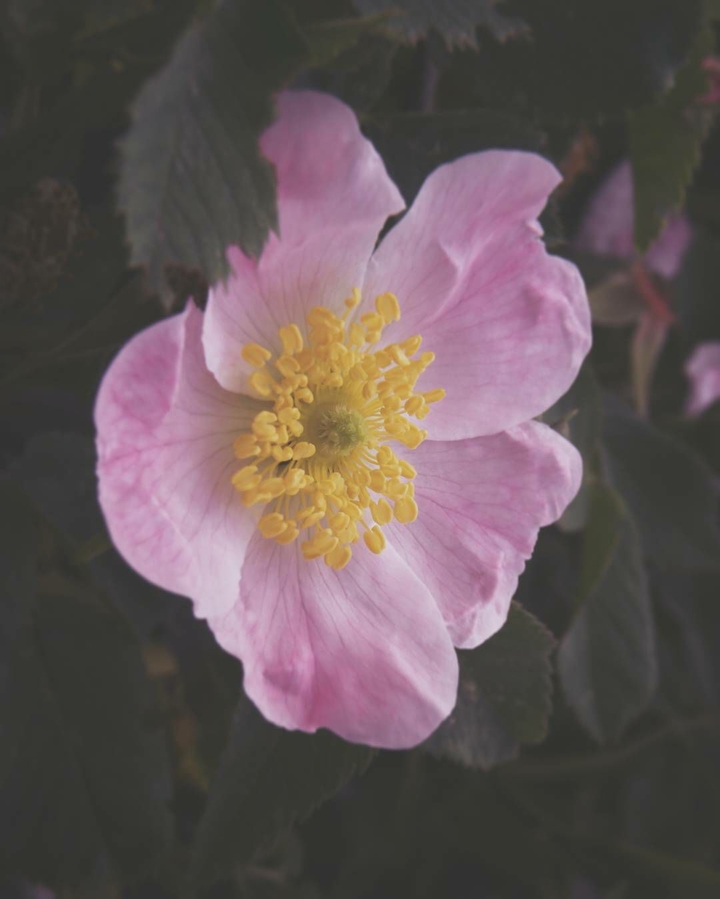 Flower wild rose.