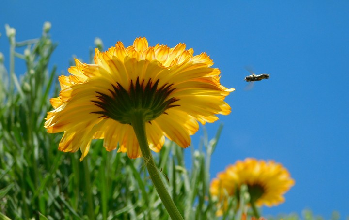 An insect flew on a flower