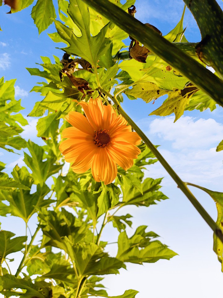 beautiful flower