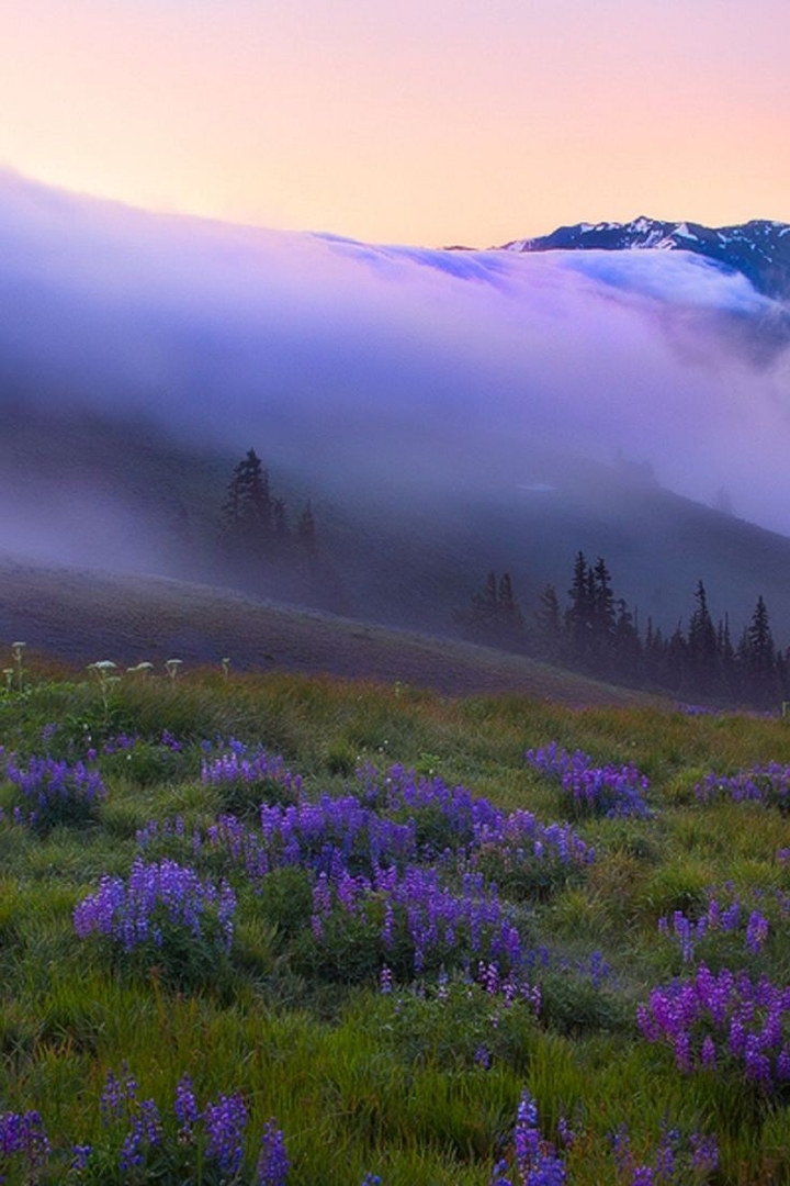 Mountain and flowers