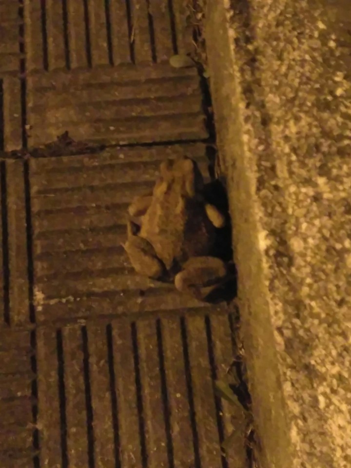 Sapo