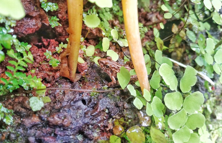 Brown frog