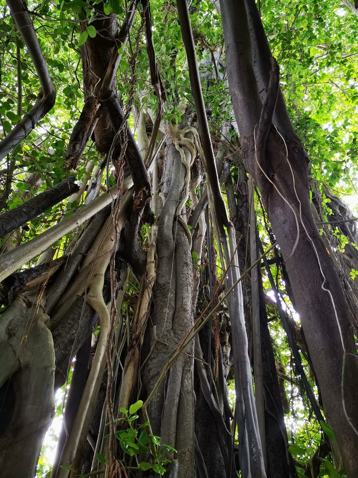 old tree