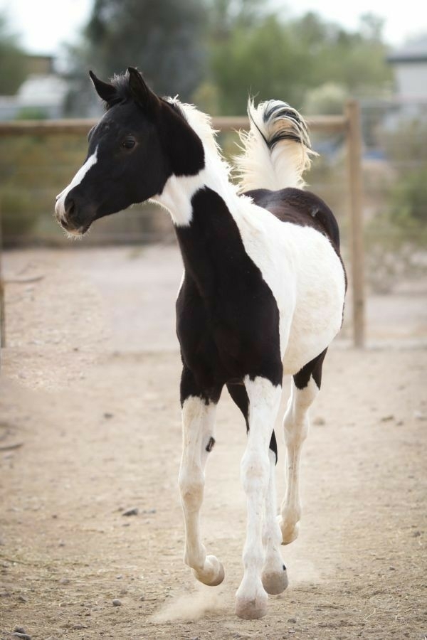 All The Pretty Horses 14
