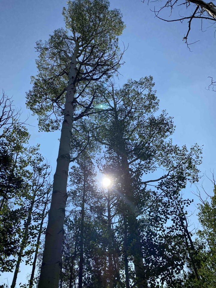 Sun through the leaves