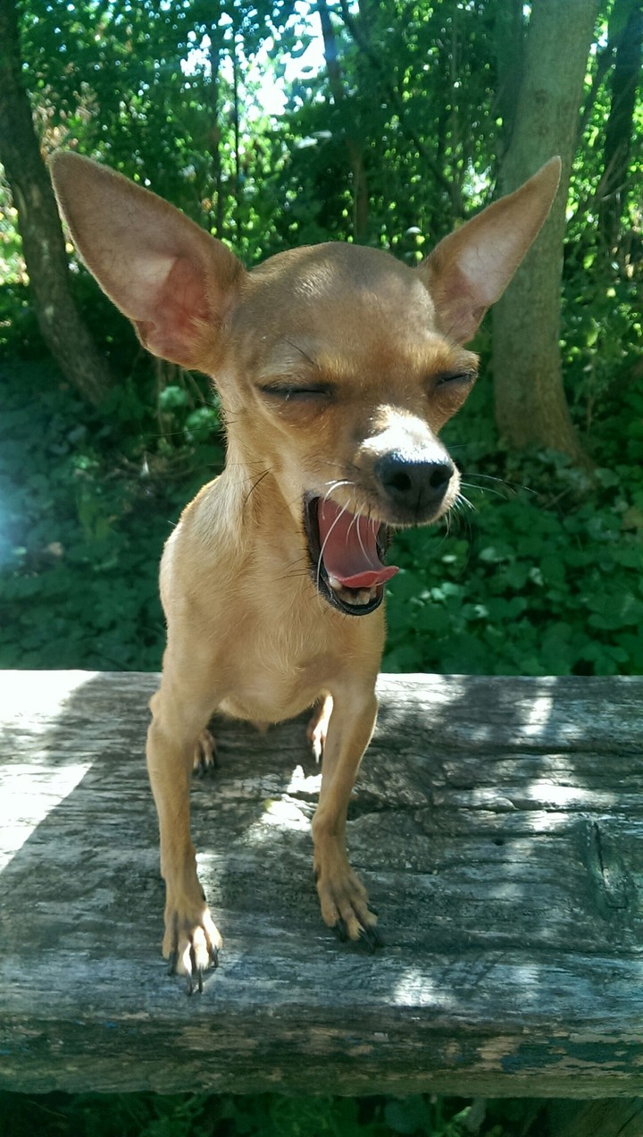 dog