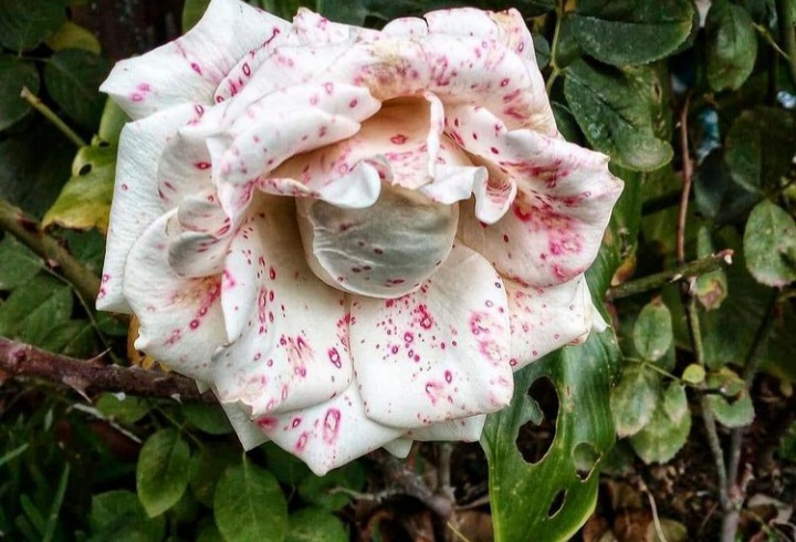 sfondi moisture, petal
