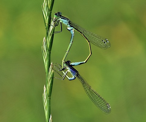 特写镜头, dragonfly壁纸