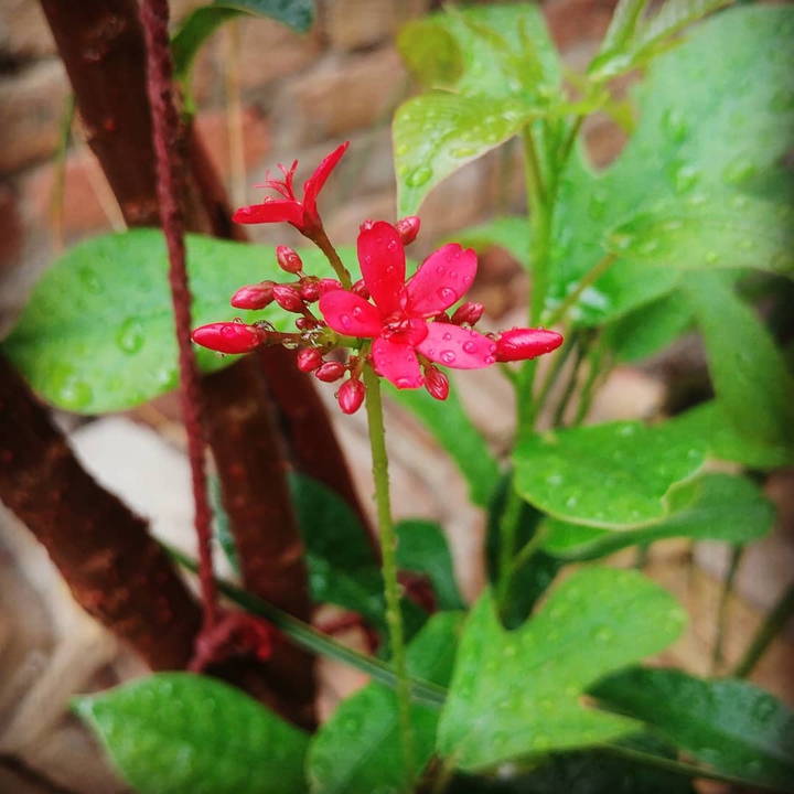 Small flowers