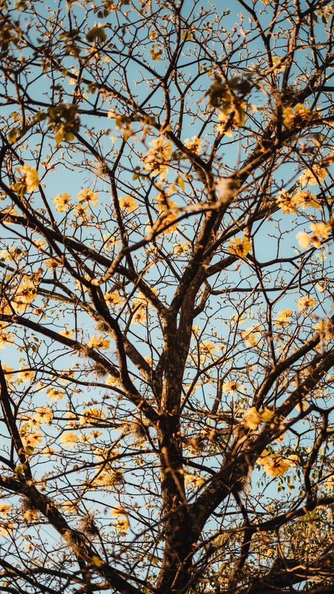 plant, trunk háttérképek