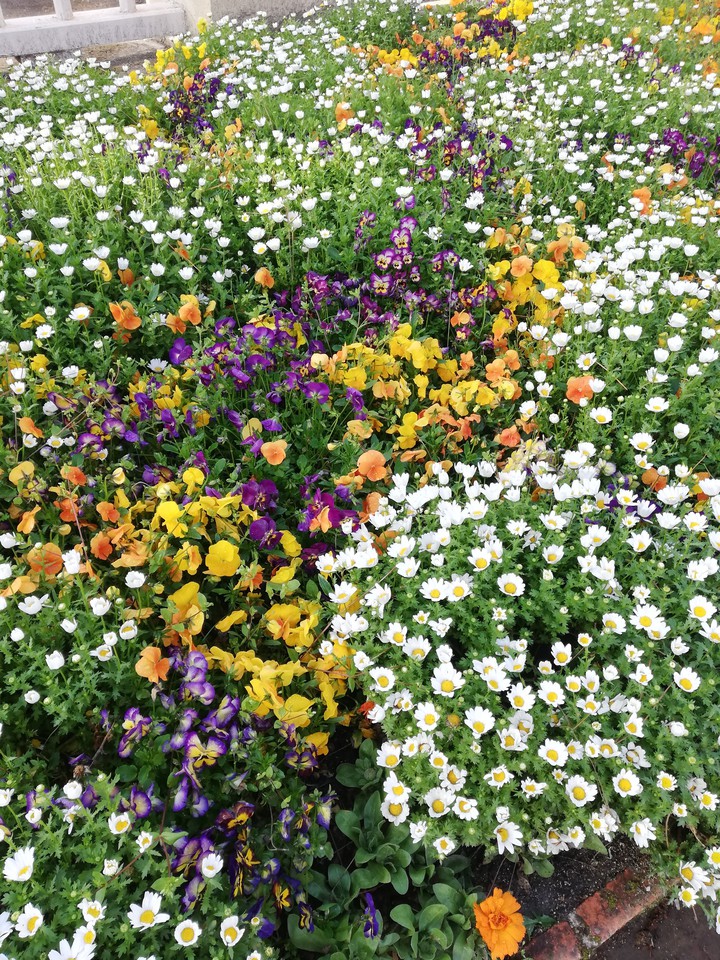 Primavera
